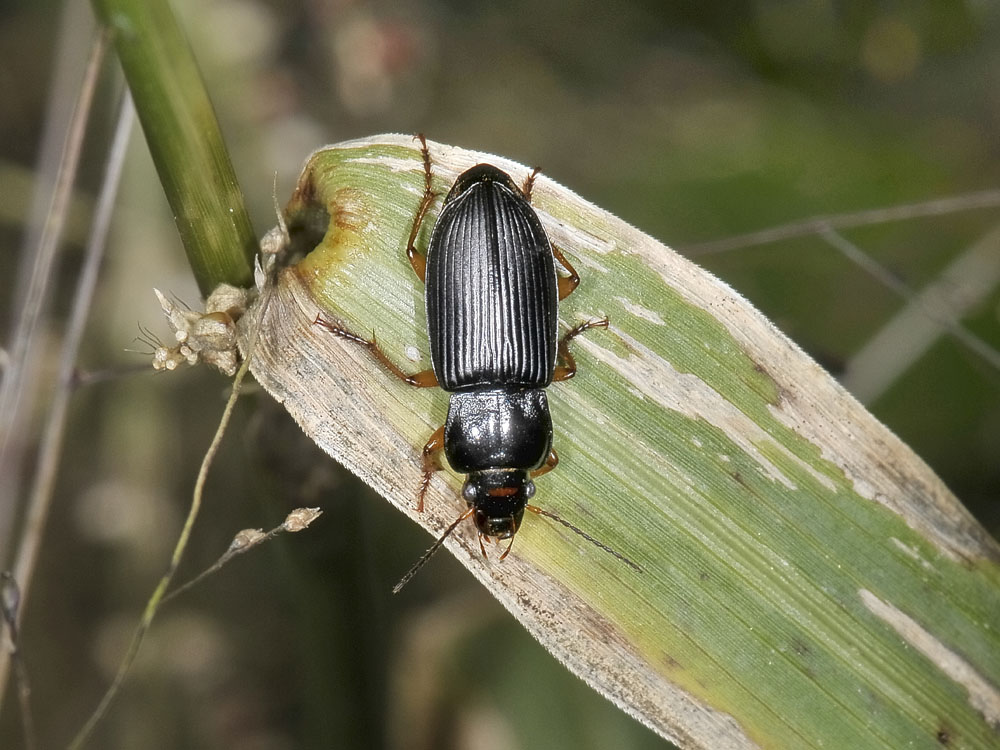Anisodactylus nemorivagus? No, Anisodactylus binotatus